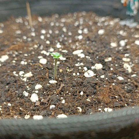 Gorilla Cookies Auto growlog timeline photo