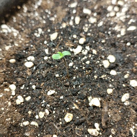Gorilla Cookies Auto growlog timeline photo