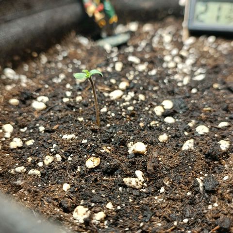 Gorilla Cookies Auto growlog timeline photo
