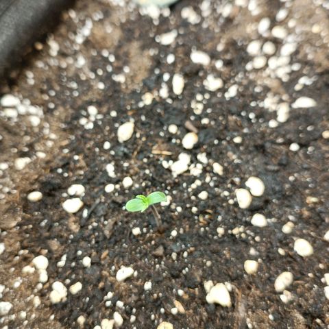 Gorilla Cookies Auto growlog timeline photo