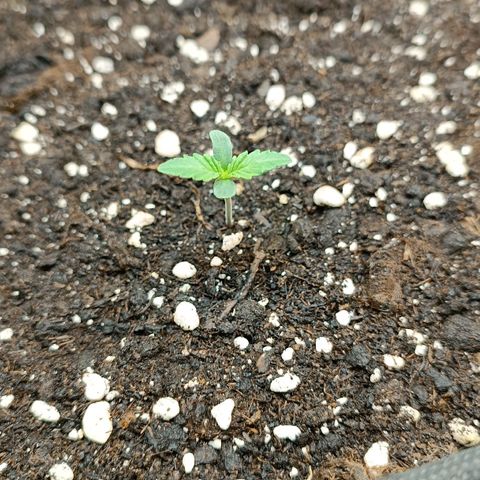 Gorilla Cookies Auto growlog timeline photo