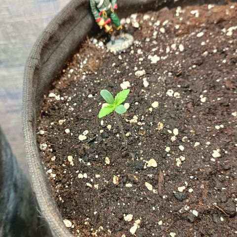 Gorilla Cookies Auto growlog timeline photo