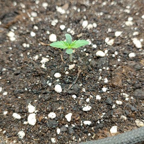 Gorilla Cookies Auto growlog timeline photo