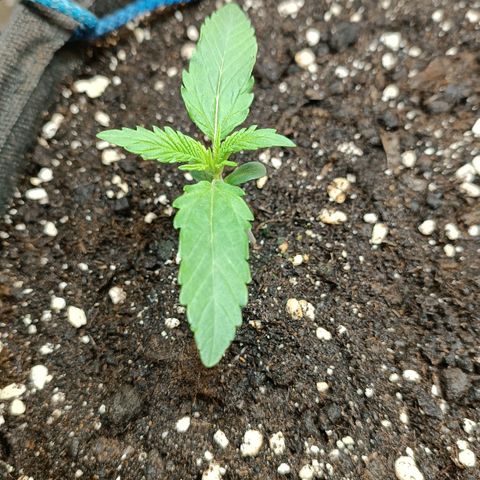 Gorilla Cookies Auto growlog timeline photo