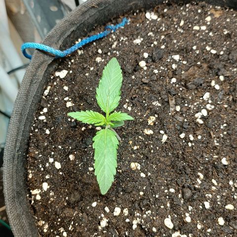 Gorilla Cookies Auto growlog timeline photo