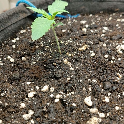 Gorilla Cookies Auto growlog timeline photo