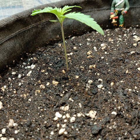 Gorilla Cookies Auto growlog timeline photo