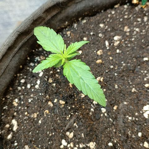 Gorilla Cookies Auto growlog timeline photo