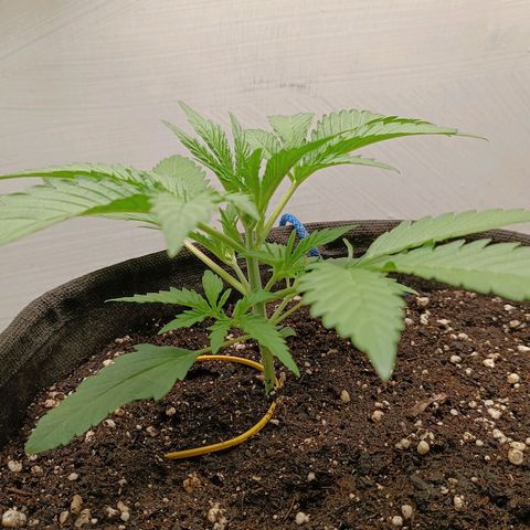 Gorilla Cookies Auto growlog timeline photo