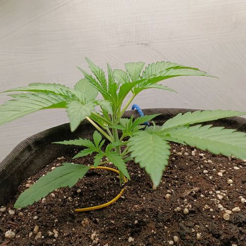 Gorilla Cookies Auto growlog timeline photo