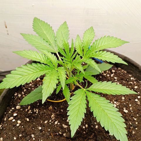 Gorilla Cookies Auto growlog timeline photo