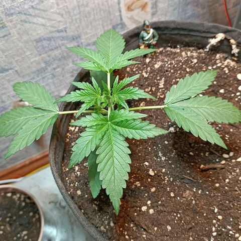 Gorilla Cookies Auto growlog timeline photo