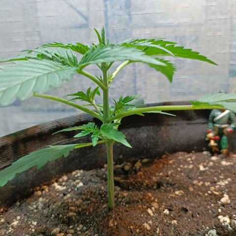 Gorilla Cookies Auto growlog timeline photo