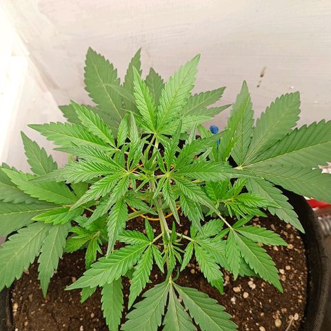 Gorilla Cookies Auto growlog timeline photo