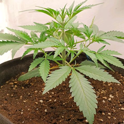 Gorilla Cookies Auto growlog timeline photo