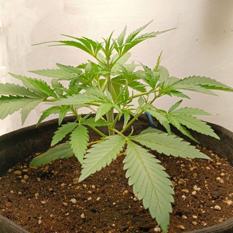 Gorilla Cookies Auto growlog timeline photo