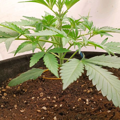Gorilla Cookies Auto growlog timeline photo