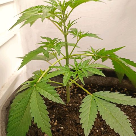 Gorilla Cookies Auto growlog photo: Увеличил длинну 2-3 узлах. Посмотрим дальше :))