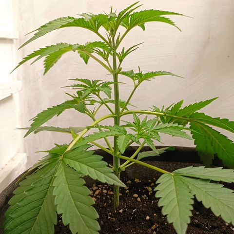 Gorilla Cookies Auto growlog photo: Увеличил длинну 2-3 узлах. Посмотрим дальше :))