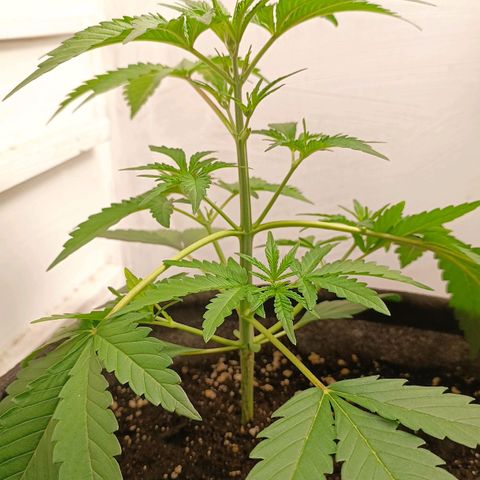 Gorilla Cookies Auto growlog photo: Увеличил длинну 2-3 узлах. Посмотрим дальше :))