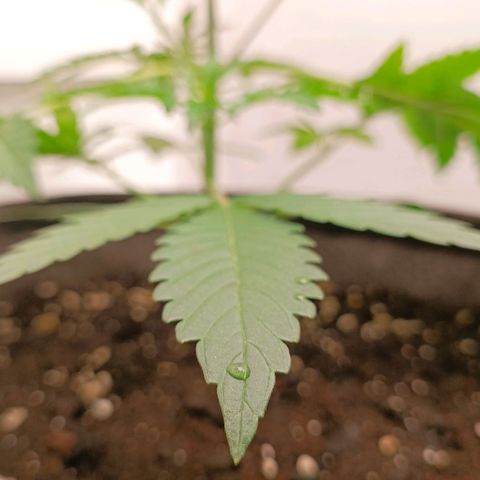 Gorilla Cookies Auto growlog photo: Увеличил длинну 2-3 узлах. Посмотрим дальше :))
