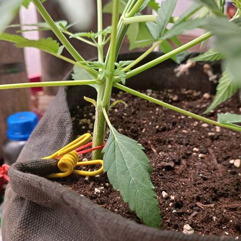 Gorilla Cookies Auto growlog photo: Lst - все прошло спокойно без стрессов. 
