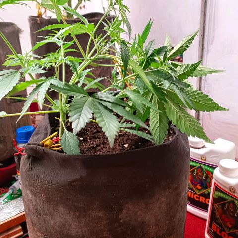 Gorilla Cookies Auto growlog photo: Lst - все прошло спокойно без стрессов. 