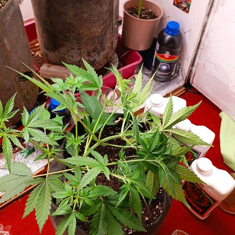 Gorilla Cookies Auto growlog photo: Lst - все прошло спокойно без стрессов. 