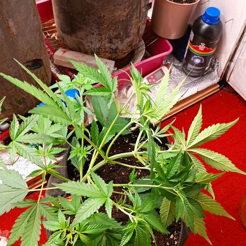 Gorilla Cookies Auto growlog photo: Lst - все прошло спокойно без стрессов. 
