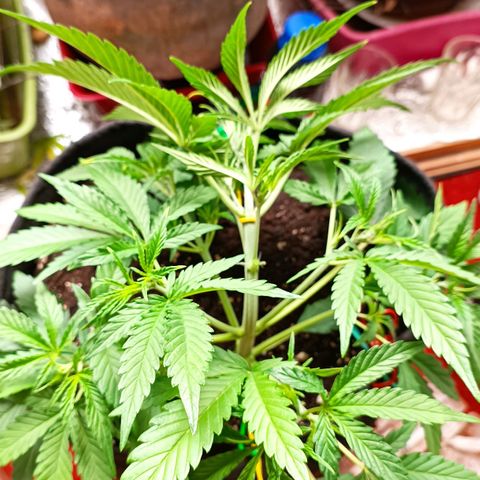 Gorilla Cookies Auto growlog timeline photo