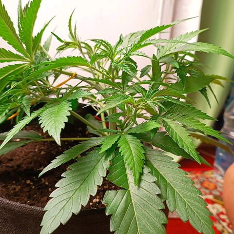 Gorilla Cookies Auto growlog timeline photo