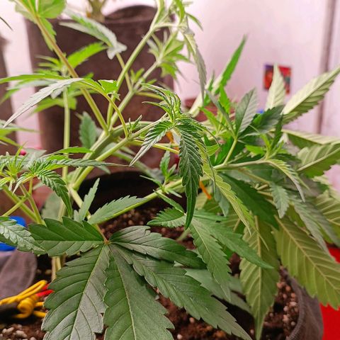 Gorilla Cookies Auto growlog photo: Lst - все прошло спокойно без стрессов. 