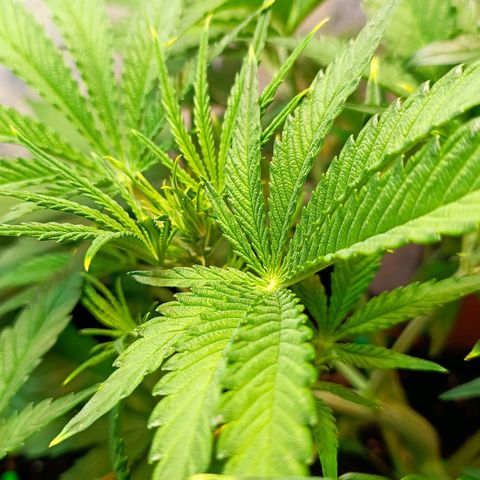 Gorilla Cookies Auto growlog timeline photo