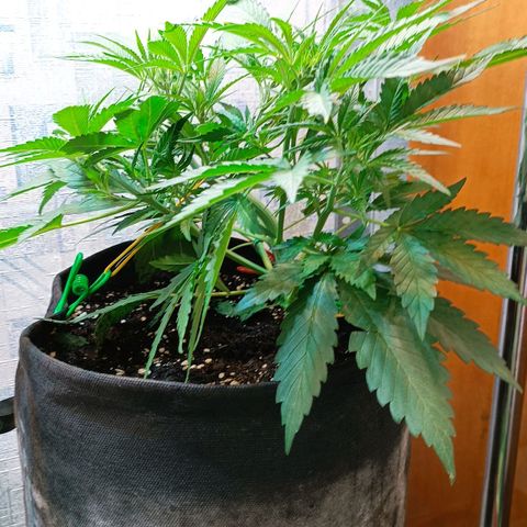 Gorilla Cookies Auto growlog timeline photo