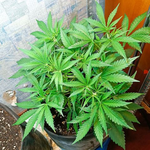 Gorilla Cookies Auto growlog timeline photo