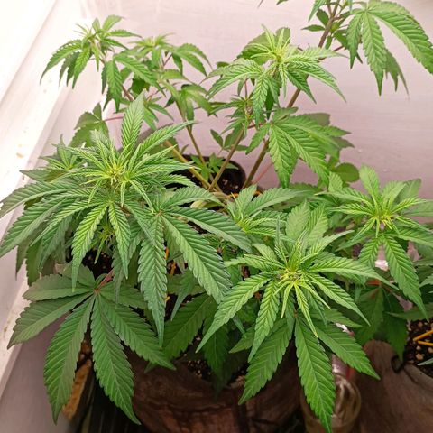 Gorilla Cookies Auto growlog timeline photo