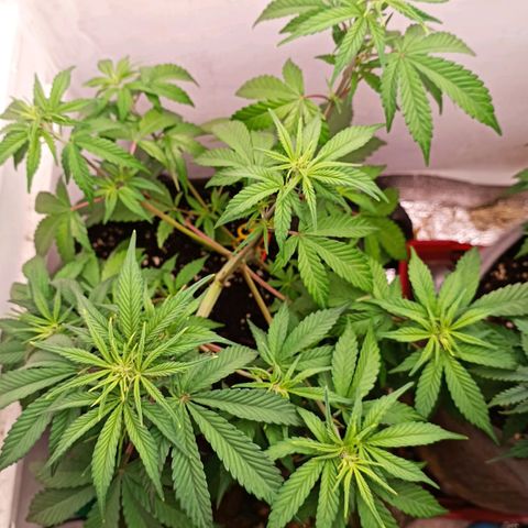Gorilla Cookies Auto growlog timeline photo