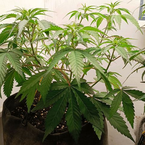 Gorilla Cookies Auto growlog timeline photo