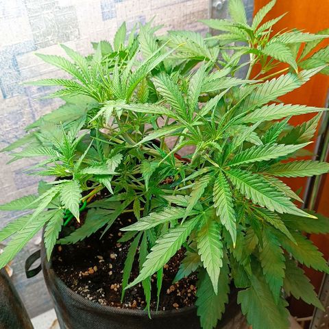 Gorilla Cookies Auto growlog timeline photo