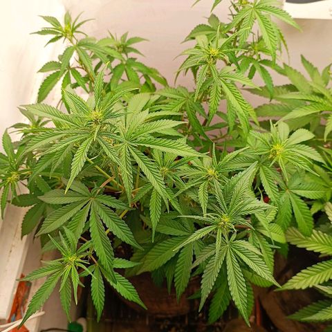 Gorilla Cookies Auto growlog timeline photo