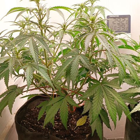 Gorilla Cookies Auto growlog timeline photo