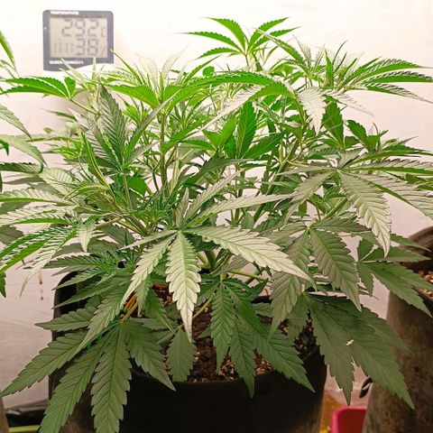 Gorilla Cookies Auto growlog timeline photo