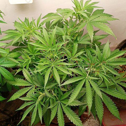 Gorilla Cookies Auto growlog timeline photo