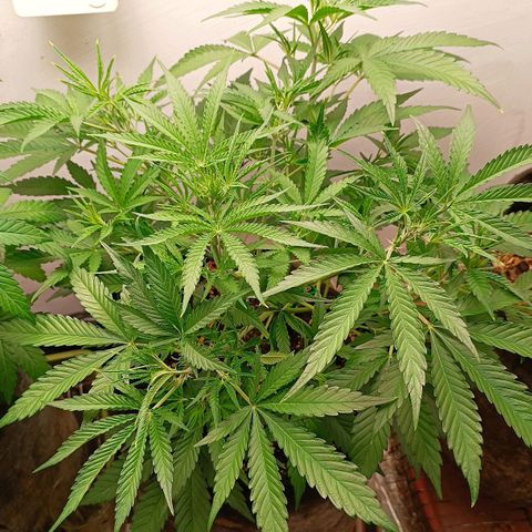 Gorilla Cookies Auto growlog timeline photo