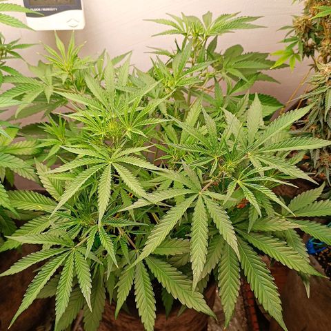 Gorilla Cookies Auto growlog timeline photo