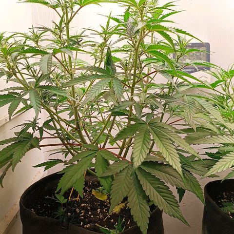 Gorilla Cookies Auto growlog timeline photo