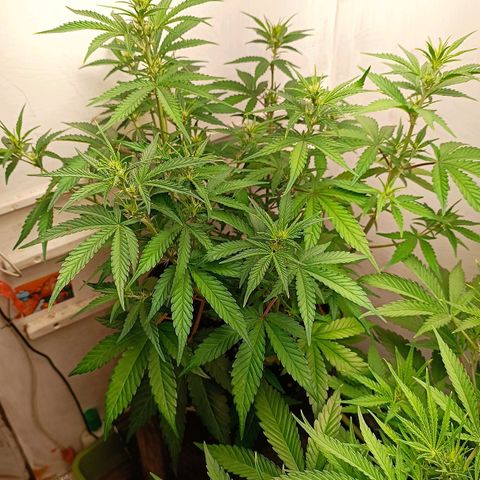 Gorilla Cookies Auto growlog timeline photo