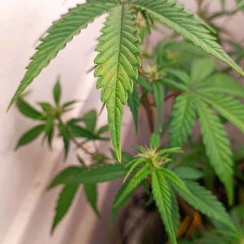 Gorilla Cookies Auto growlog timeline photo