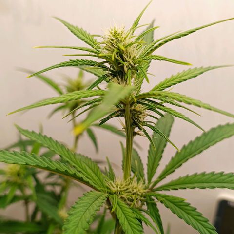 Gorilla Cookies Auto growlog timeline photo