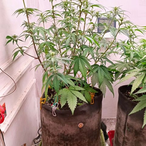 Gorilla Cookies Auto growlog timeline photo